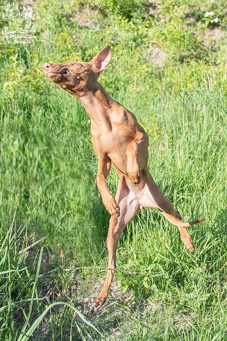 Купити щеня рідкісної породи