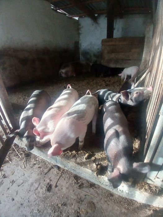 Продам поросята 6 тижневі