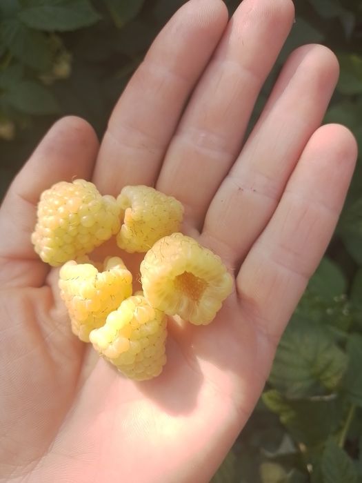 Продам саджанці малини