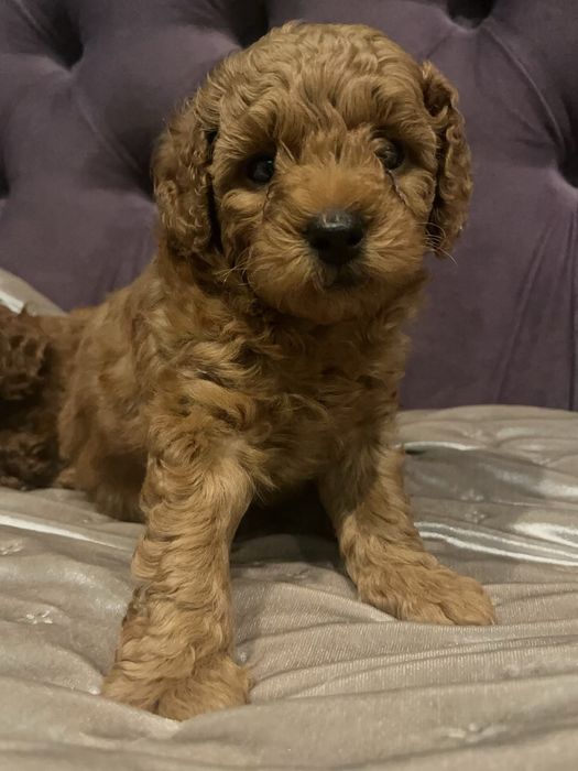 Хлопчики той пудель