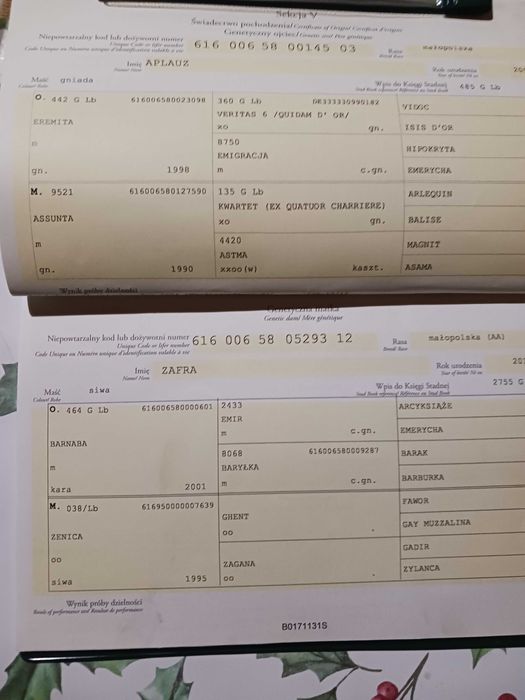 Wałach małopolski trzyletni