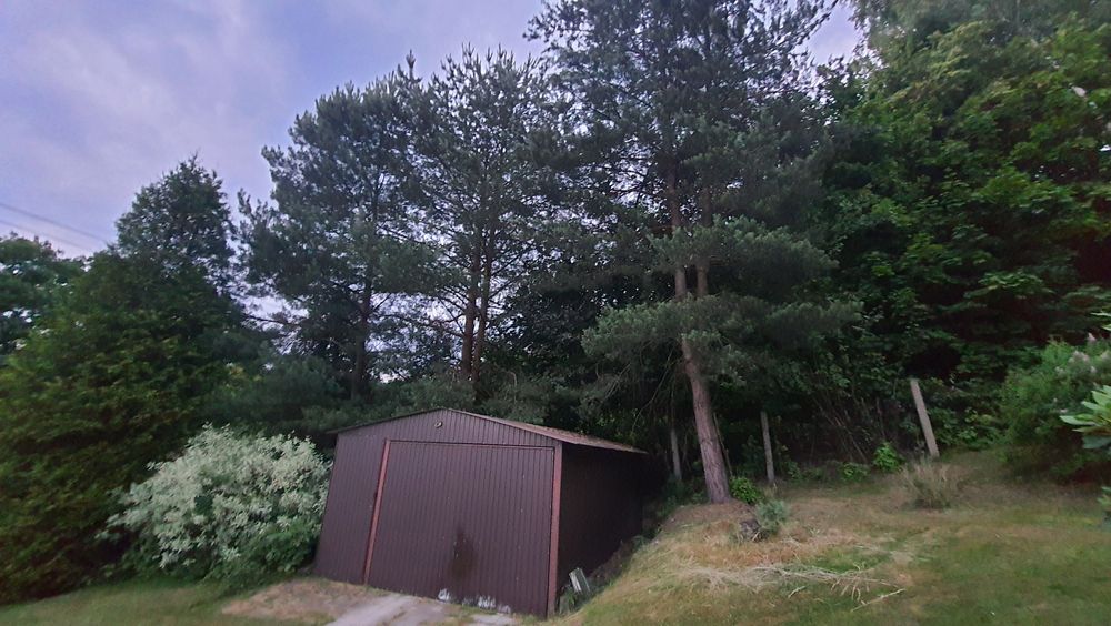 Oddam drzewo za wycinke obwod choinki sosna 170cm  wysokosz okolo 30 m