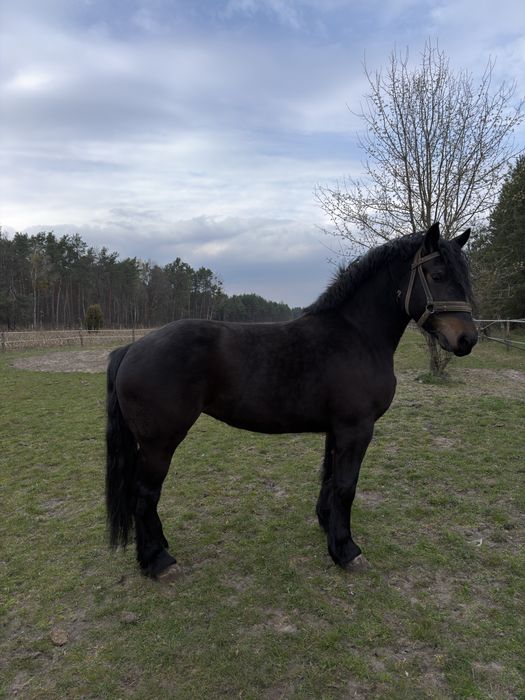 Na sprzedaż klacz zimnokrwista