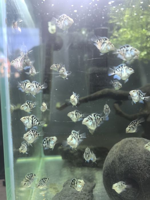 Pielęgnice BLUE TIGER