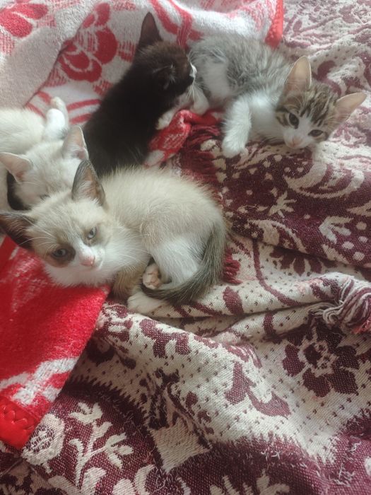 Dou gatinhos urgente