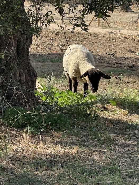 Vendo ou troco Sulfoc cruzado Merino