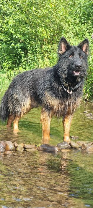 В'язка собак вівчарки кобель