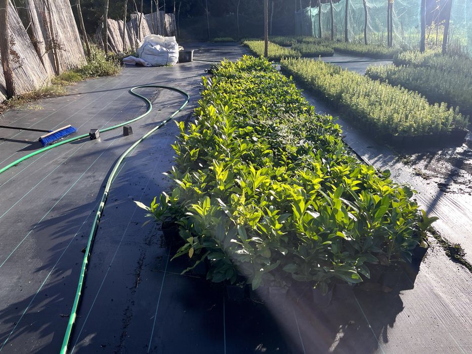 Laurowiśnia Van Nes