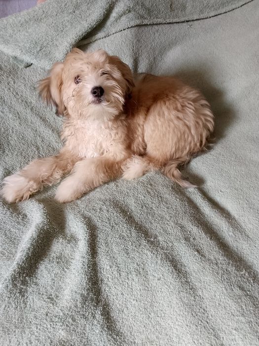 Продам щенка Китайской хохлатой