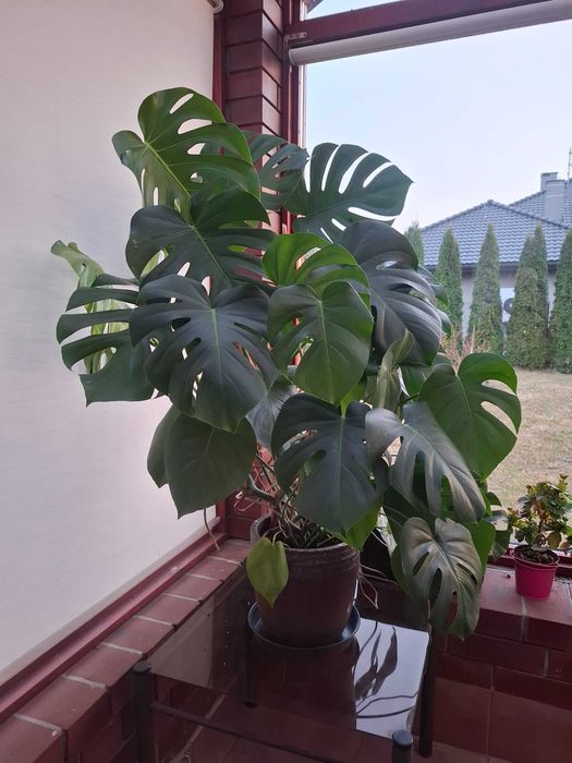 Monstera roślina ozdobna