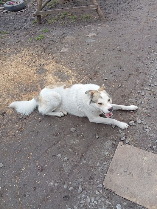 Отдам собаку в добрые руки связи с переездом.