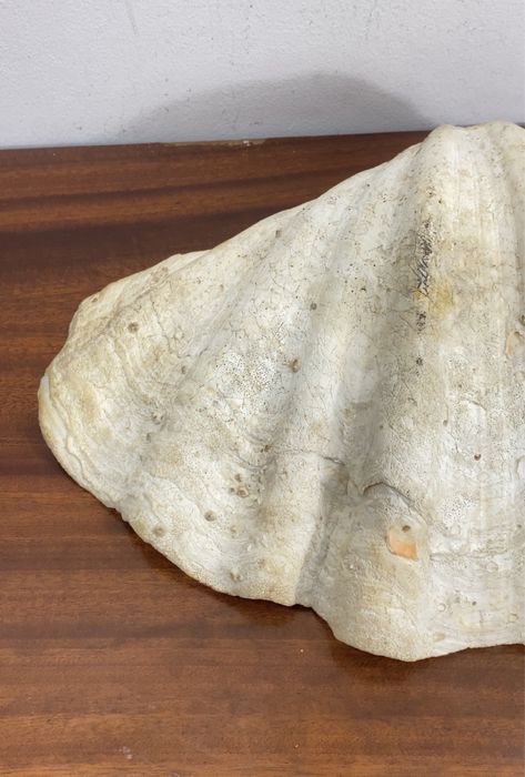 Concha  gigante (Tridacna gigas).