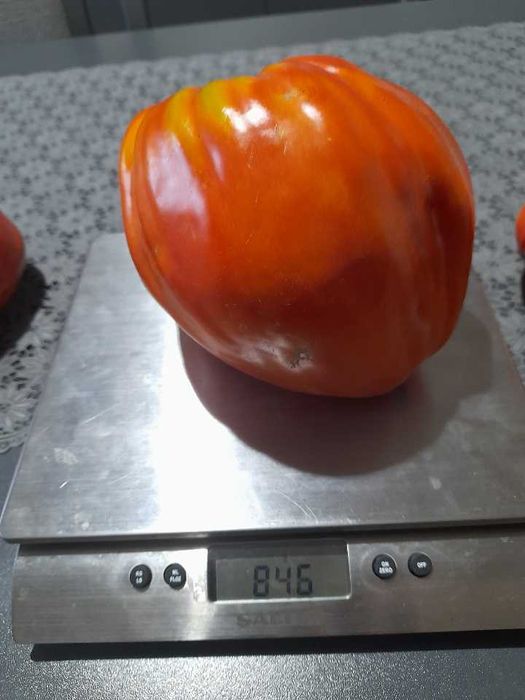 Pomidory nasiona Cuore Antico Di Acqui Terme i inne