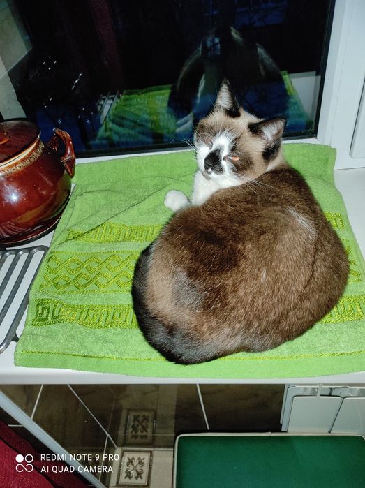 Отдам кошечку стерилизованную, очень умная и чистоплотная!