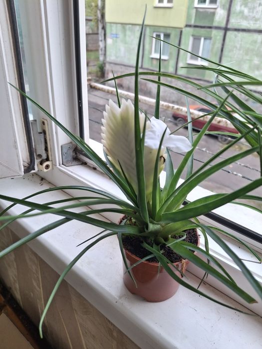 Орхидеи, Стефанотис, Хоя, АнтуриумКомнатные цветы