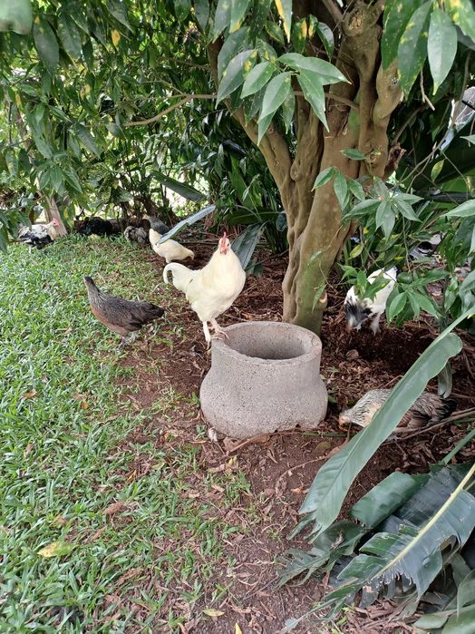 Garnizos casais/trios