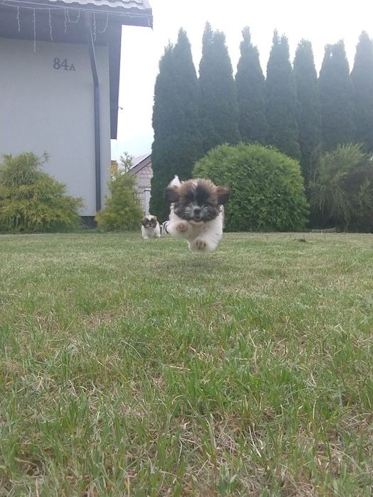 Shih Tzu suczka tricolor
