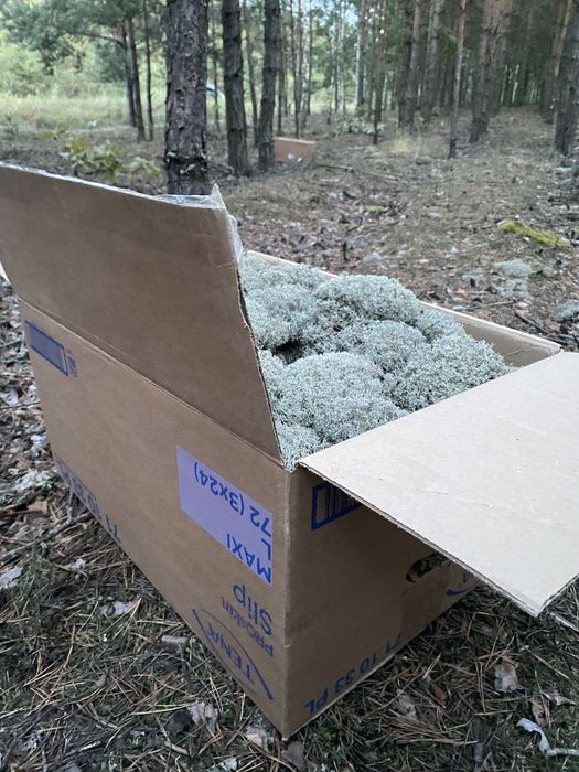 Лісовий Мох Ягель