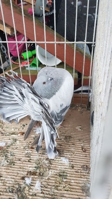 Gołąb Pawik srebrny samczyk