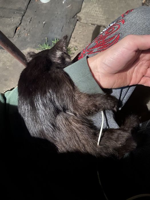 Котята в добрі руки