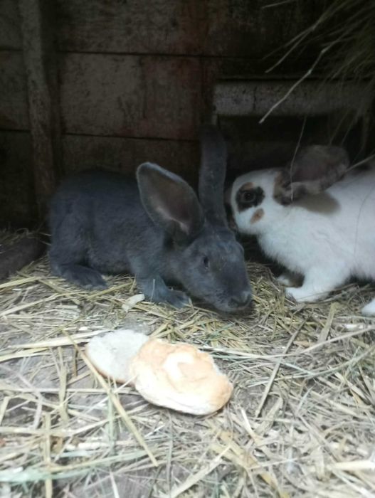 króliki samce samice