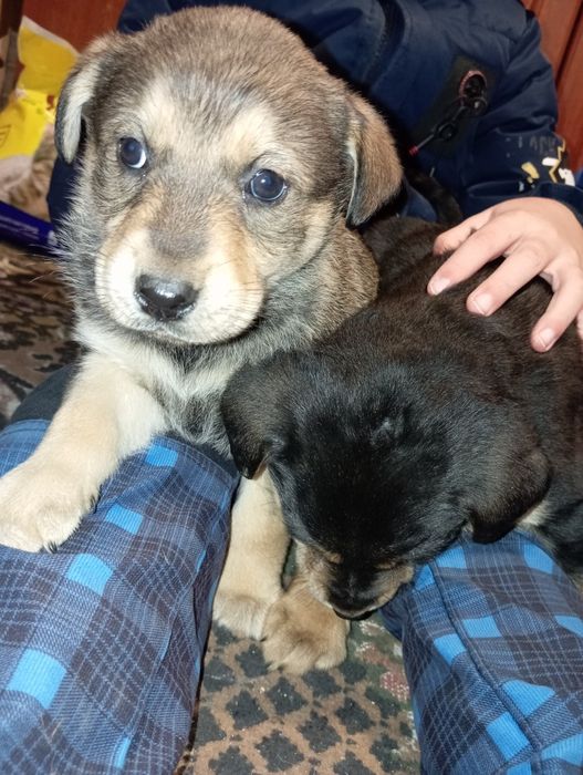 Отдам бесплатно собачек