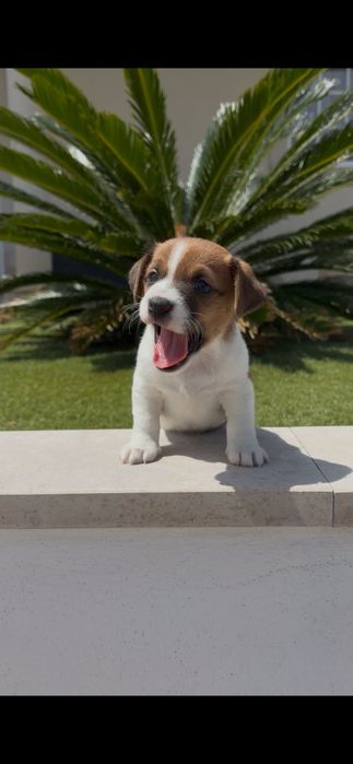 Jack Russell macho