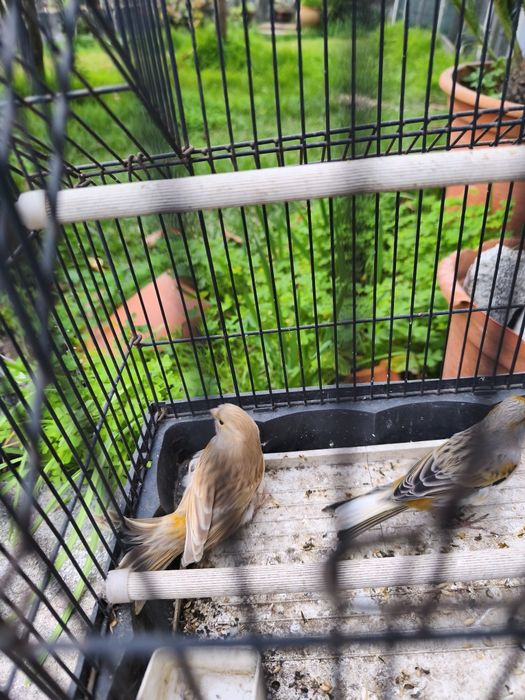 Canários Arlequim Português.