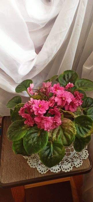 Свежесрезаный лист фиалки