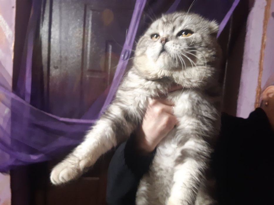 Британские котята