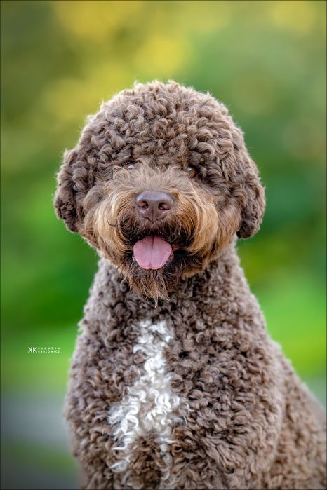 Lagotto Romagnolo
