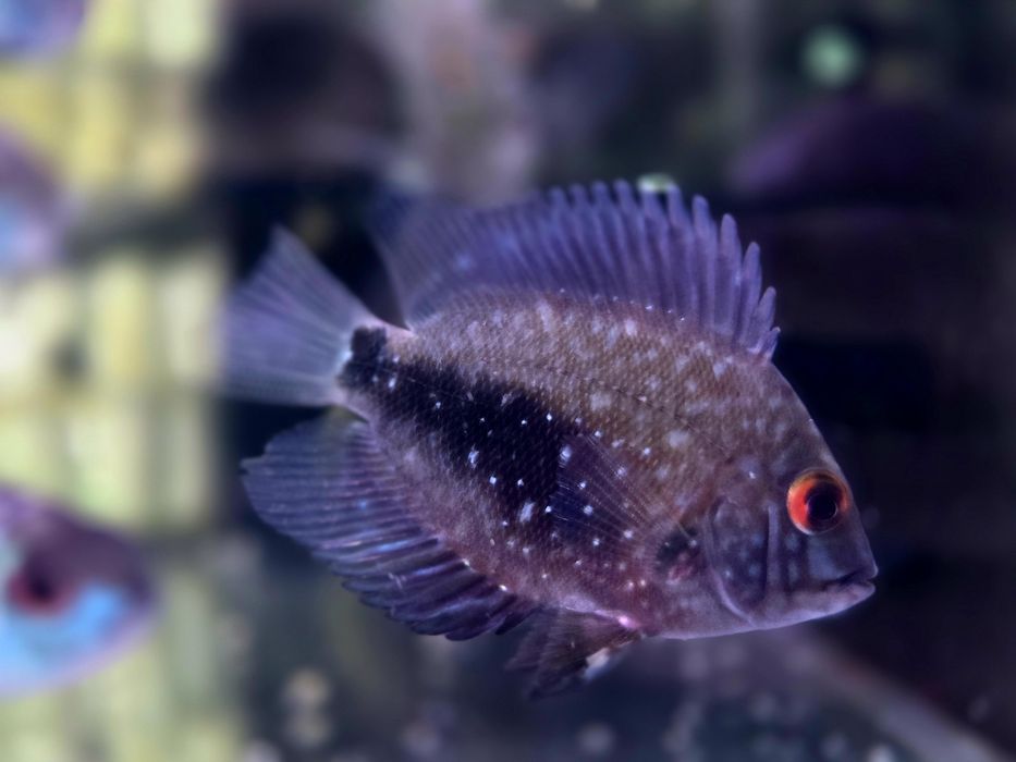 Pielęgnica uaru (Uaru amphiacanthoides)