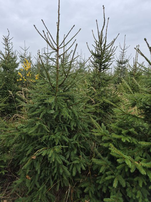 Choinki cięte i w donicy, drzewka bożonarodzeniowe