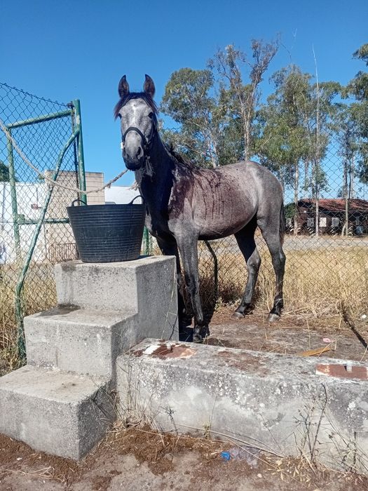 Vendo ao troco um poldro