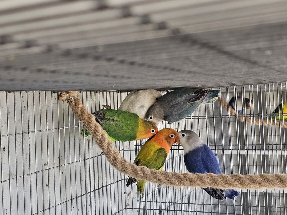 agapornis ficher e personatas