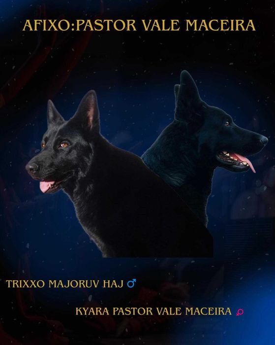 Pastor Alemão cor preto