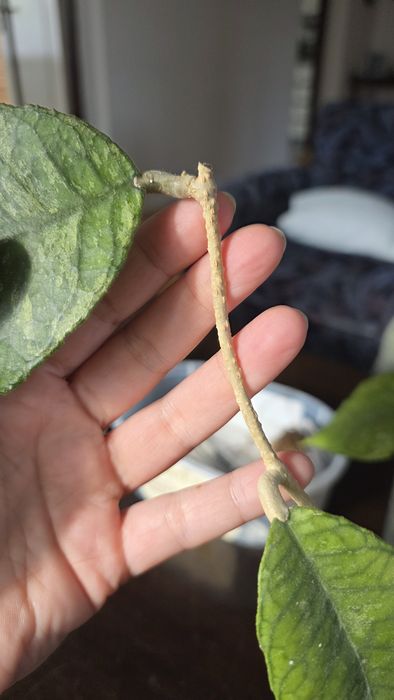 Hoya sp. Previously Vitellinoides