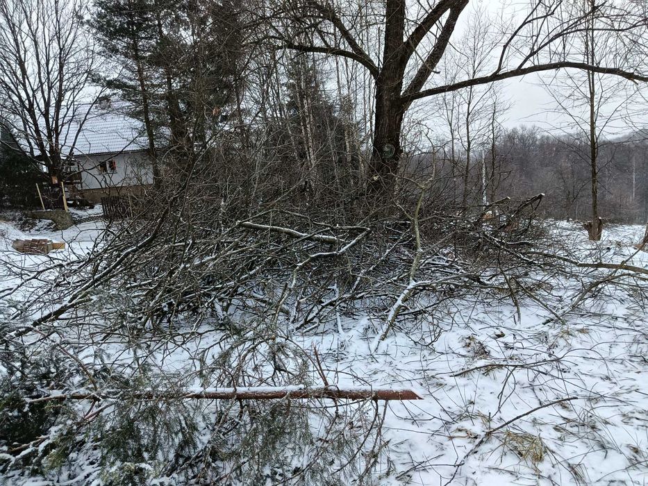 Gałęzie oddam za darmo