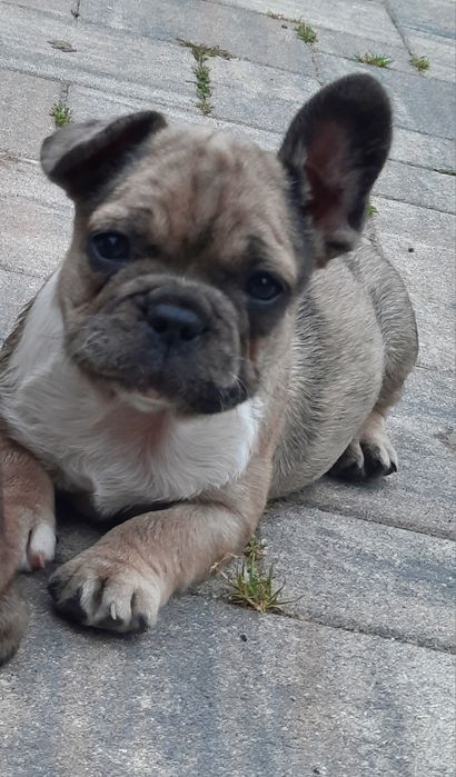 Buldog francuski