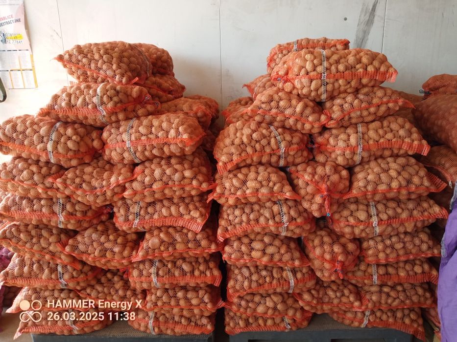 Ziemniaki  wielkości sadzeniaka soraya, królowa anna