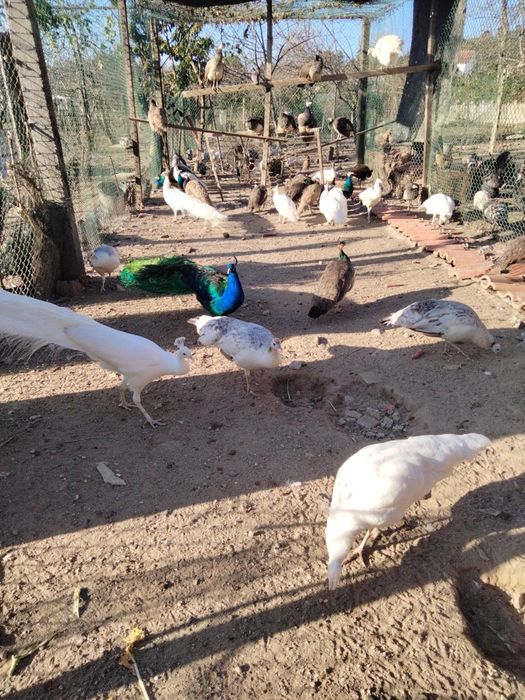 Pavões várias qualidades e tamanhos