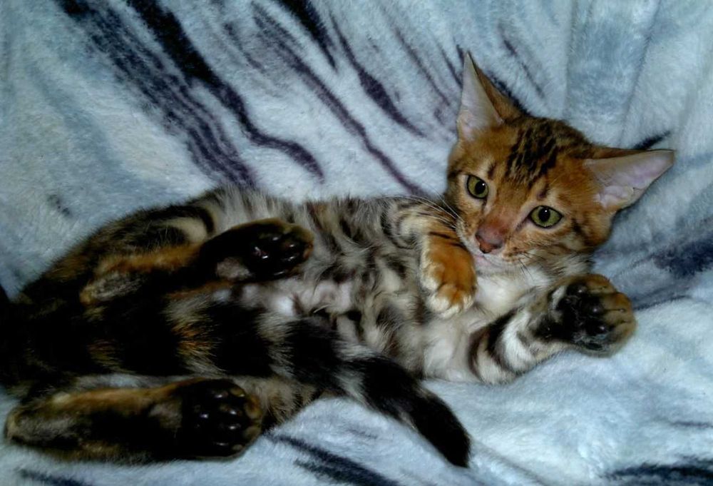 Розкішний бенгальський хлопчик BENn24 для поціновувачів породи