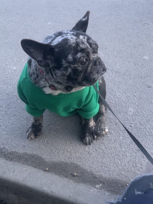 Шикарный мальчик Французик Арлекин дарк мерль ждет дам НА ВЯЗКУ!