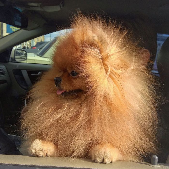 Вязка .Померанский шпиц.