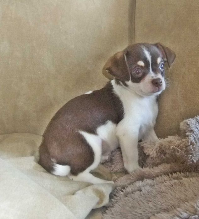 Chihuahua  cachorra com qualidade