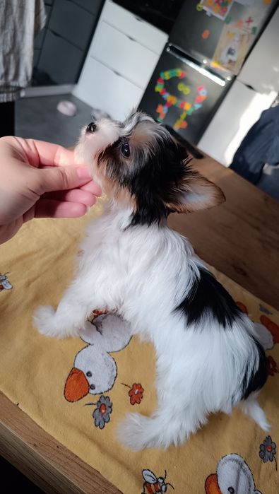 Biewer Yorkshire Terrier ZKwP/FCI