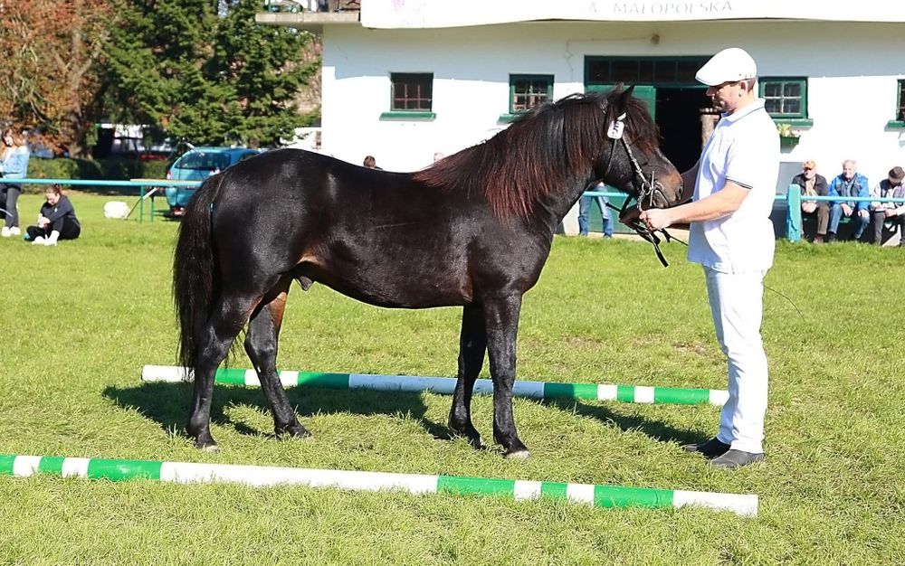 Śliczny Ogier Huculski z Licencją