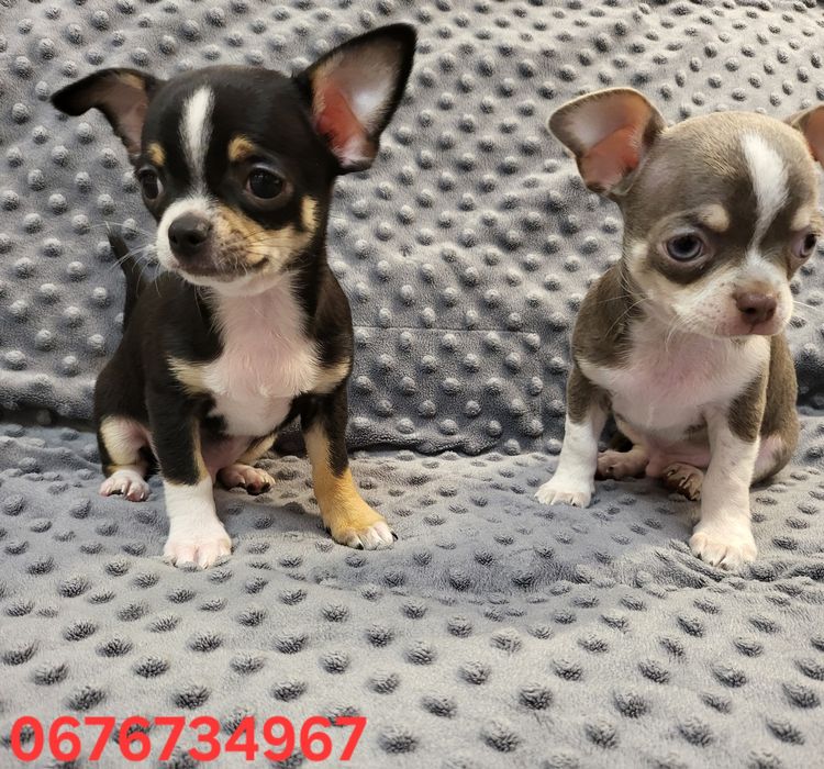 Чихуахуа міні та мікро з ДОКУМЕНТАМИ !