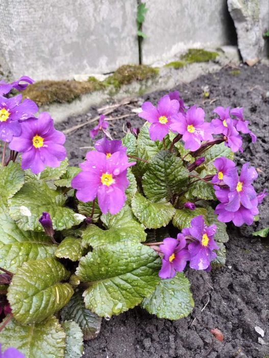 Примула садова первоцвіт