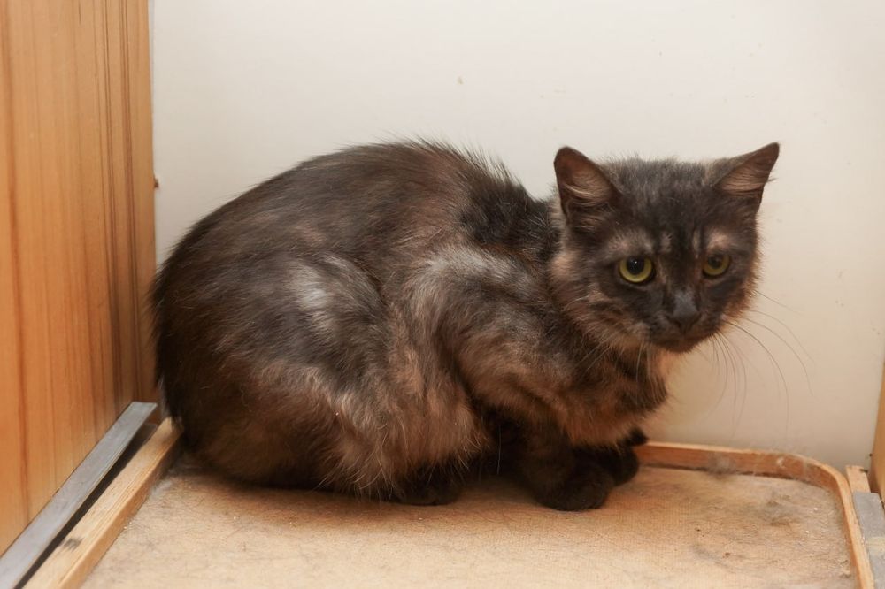 Кастрированный котик.
